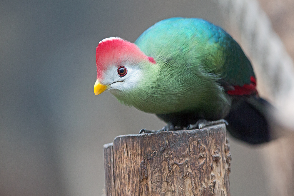 Rothaubenturako (Tauraco erythrolophus)