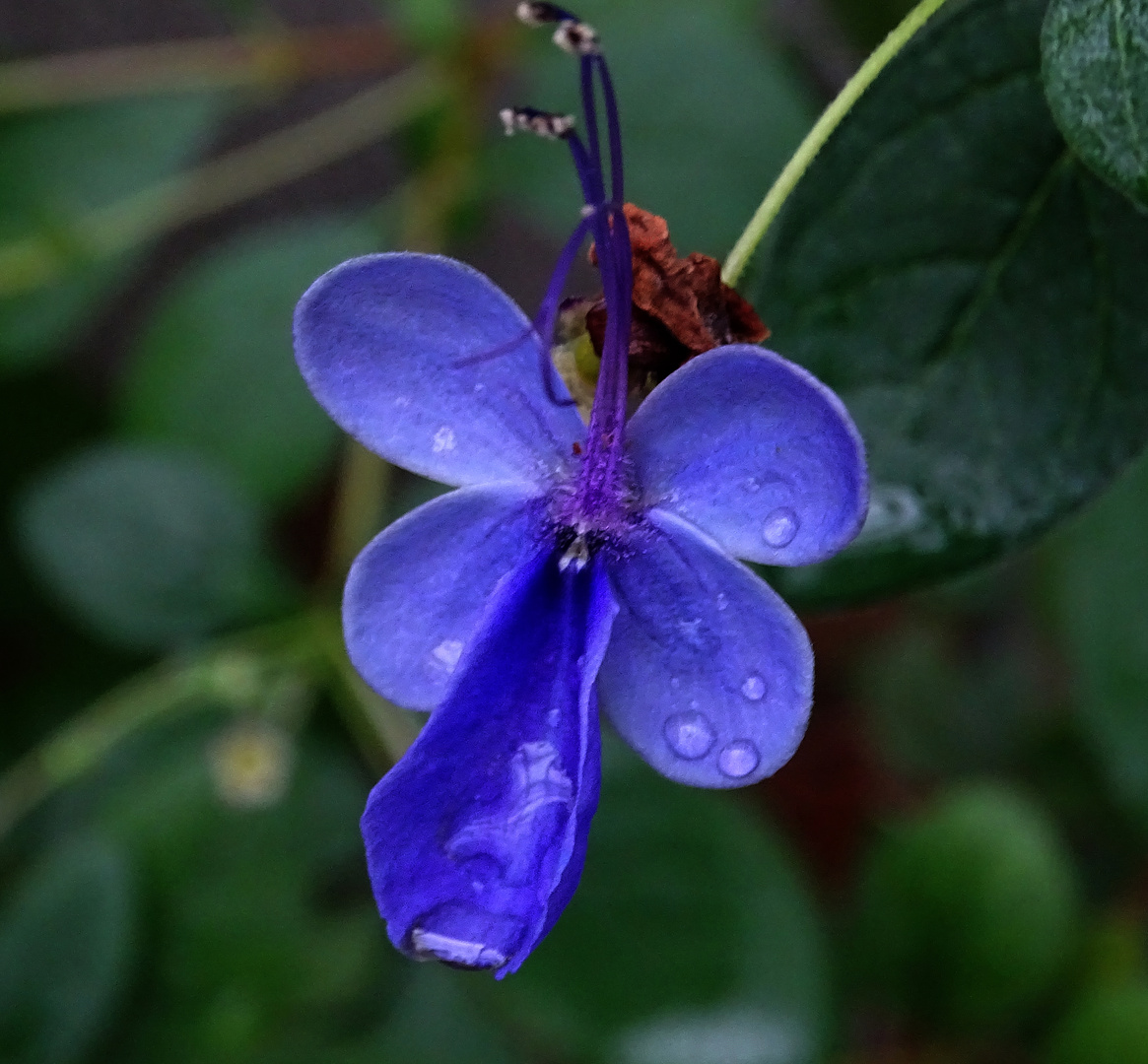 Rotheca myricoides-Ugandischer Losstrauch-Blauflügelchen