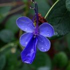 Rotheca myricoides-Ugandischer Losstrauch-Blauflügelchen