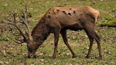 Rothhirsch beim äsen