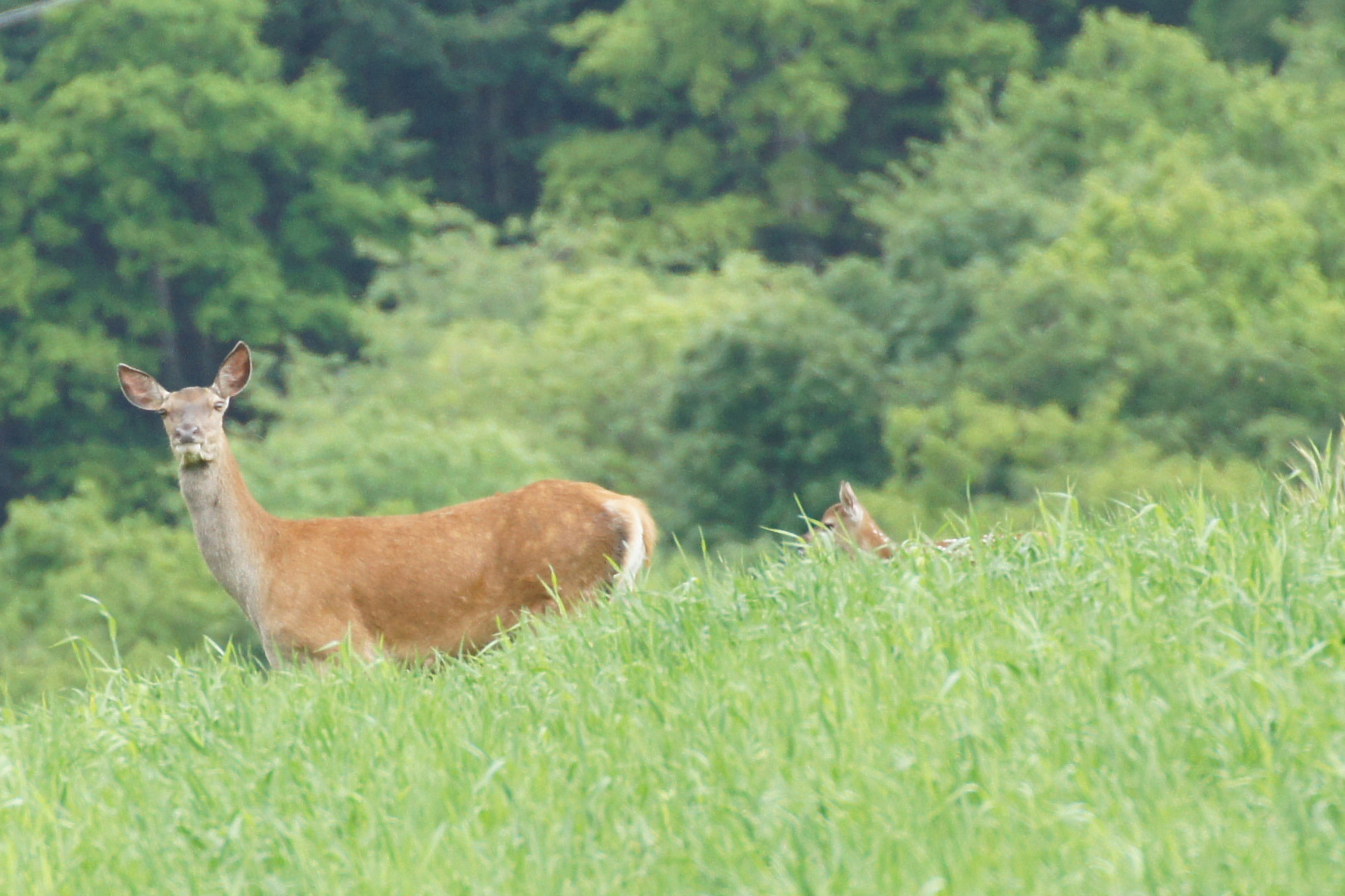 Rothirch mit Kalb