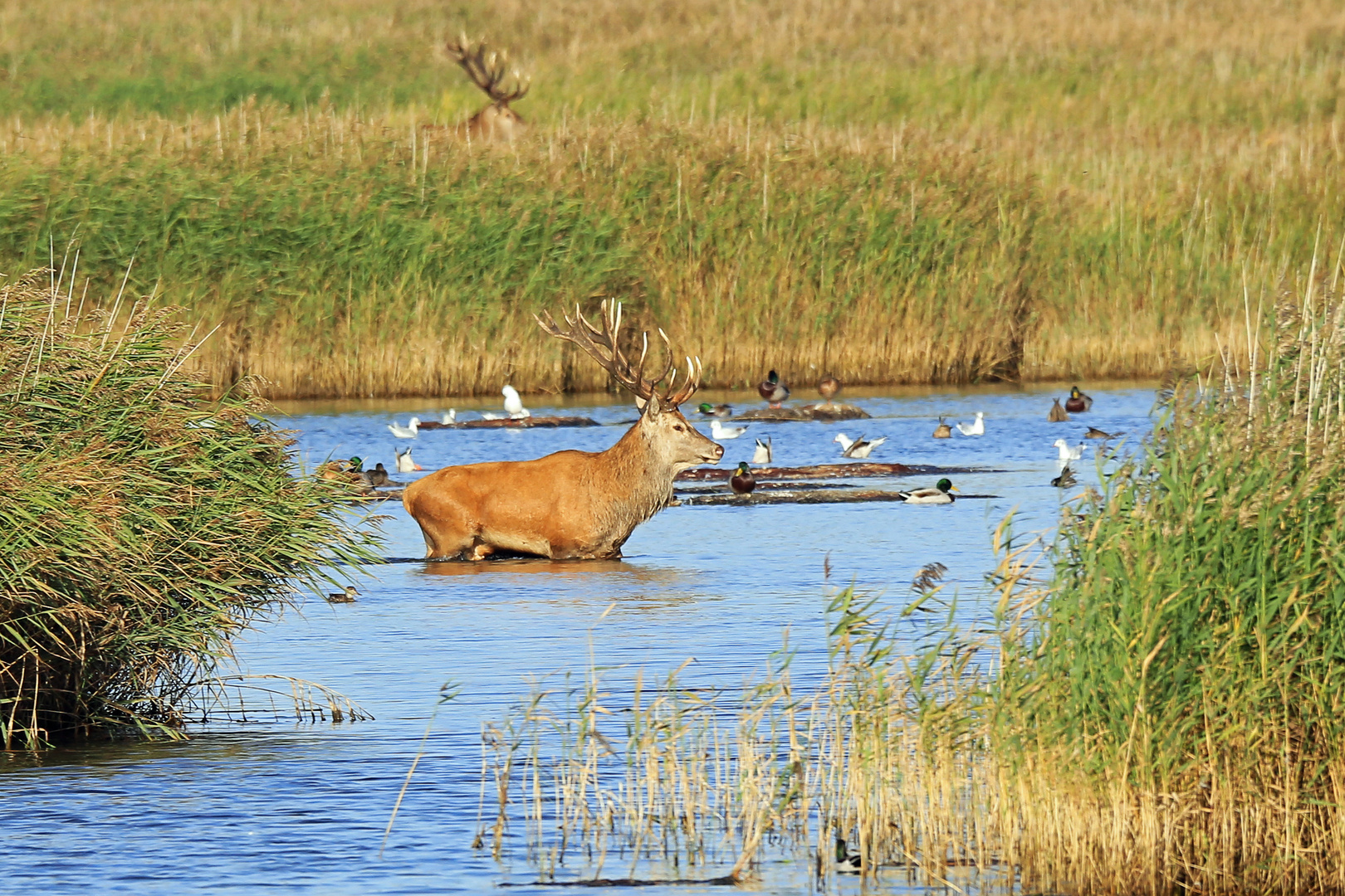 Rothirsch als Badegast an der Ostsee