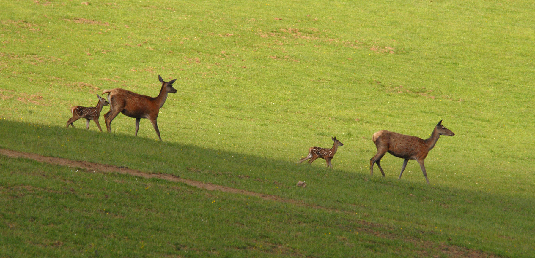 Rothirsch-Alttiere  holen ihre Kälber aus dem Versteck.