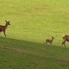 Rothirsch-Alttiere  holen ihre Kälber aus dem Versteck.