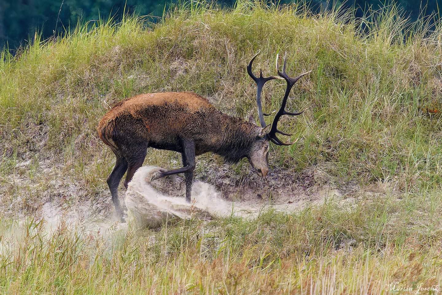 Rothirsch an der Brunftkuhle 