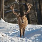 Rothirsch -auf dem Weg zur Winterfütterung  