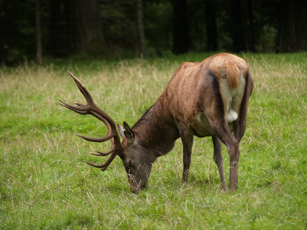 Rothirsch bei der Äsung