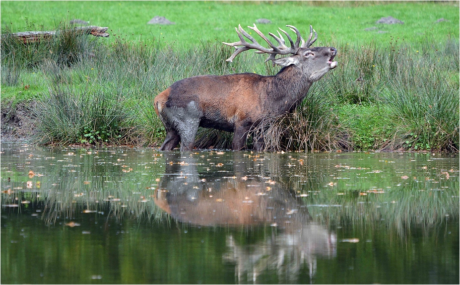 Rothirsch bei der Brunft