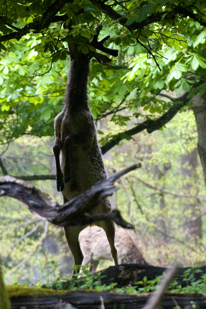 Rothirsch beim Fressen