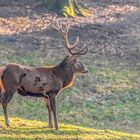 Rothirsch (Cervus elaphus)