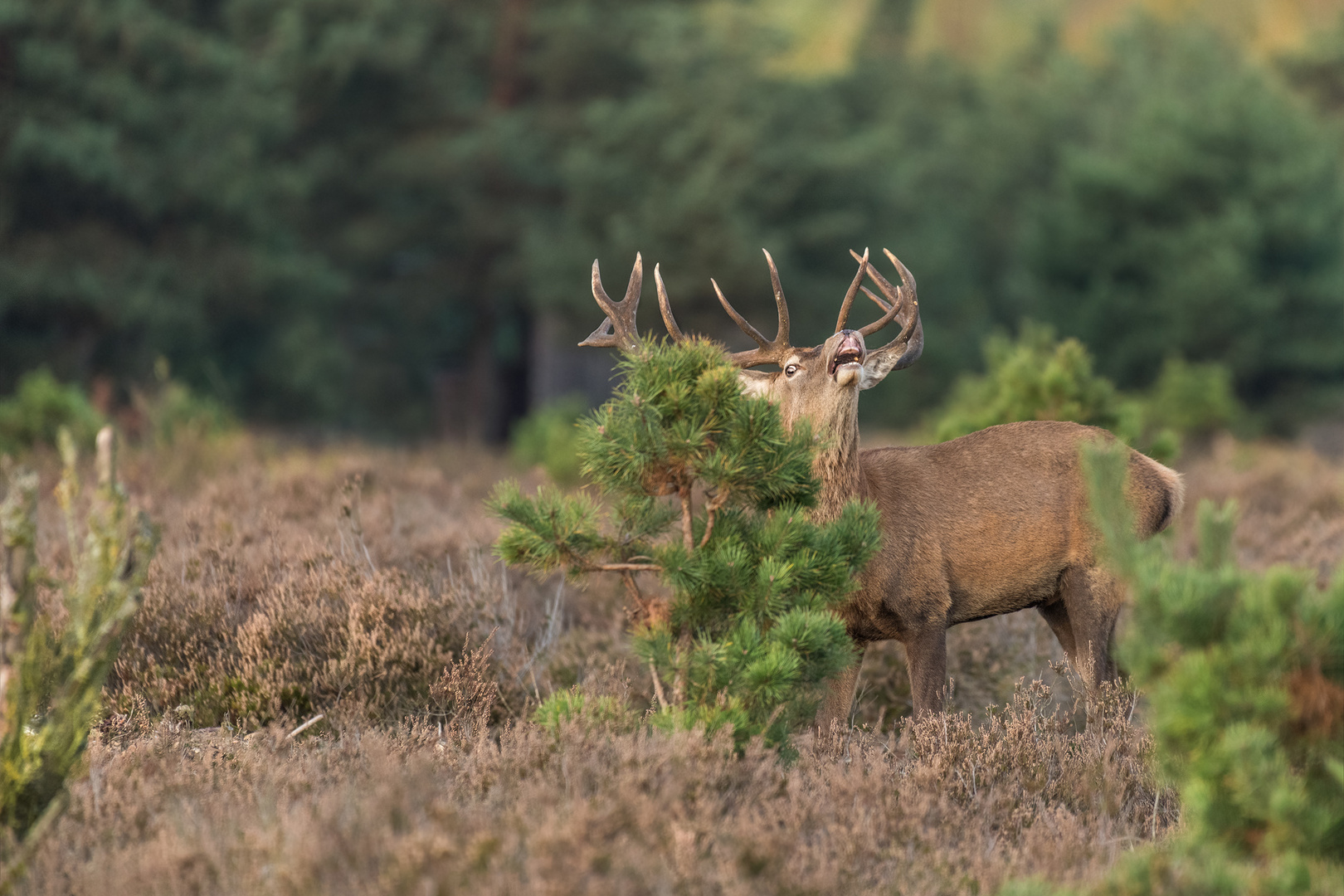 Rothirsch (Cervus elaphus)