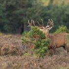 Rothirsch (Cervus elaphus)