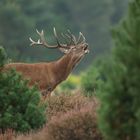  Rothirsch (Cervus elaphus)