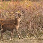  Rothirsch (Cervus elaphus)