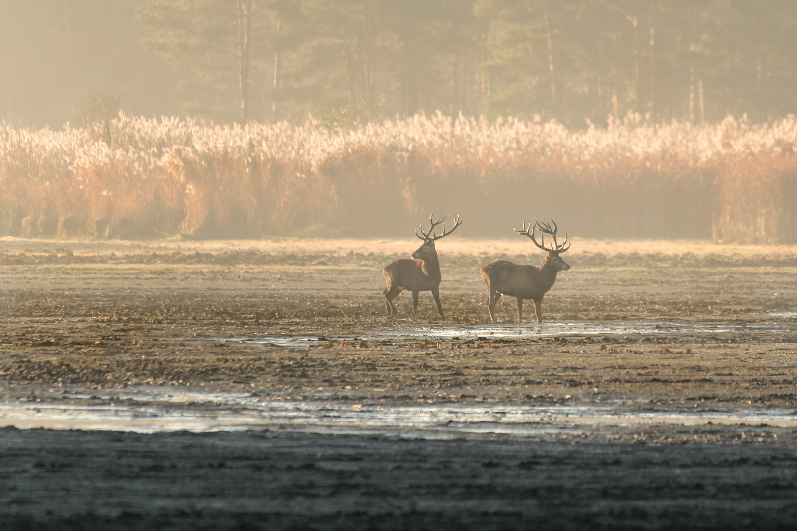 Rothirsch (Cervus elaphus)