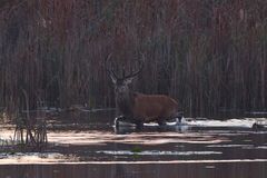 Rothirsch (Cervus elaphus)
