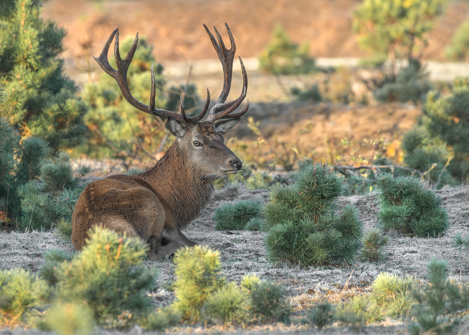 Rothirsch (Cervus elaphus)