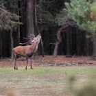 Rothirsch (Cervus elaphus)