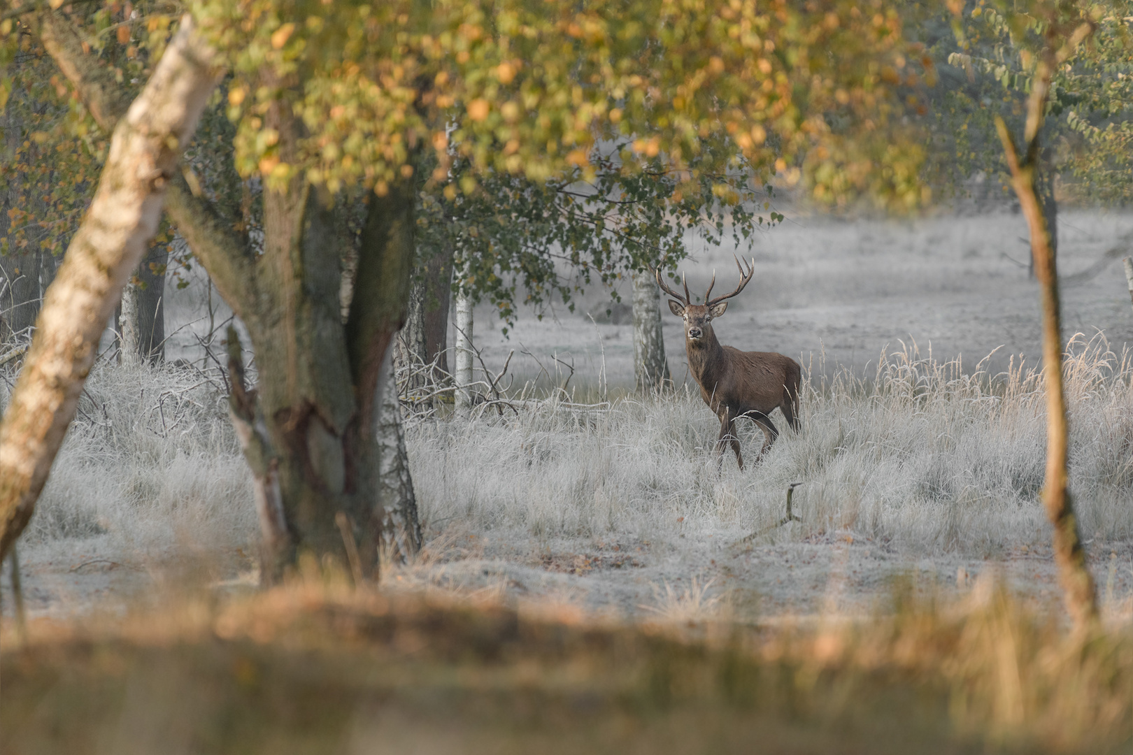 Rothirsch (Cervus elaphus)