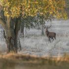 Rothirsch (Cervus elaphus)