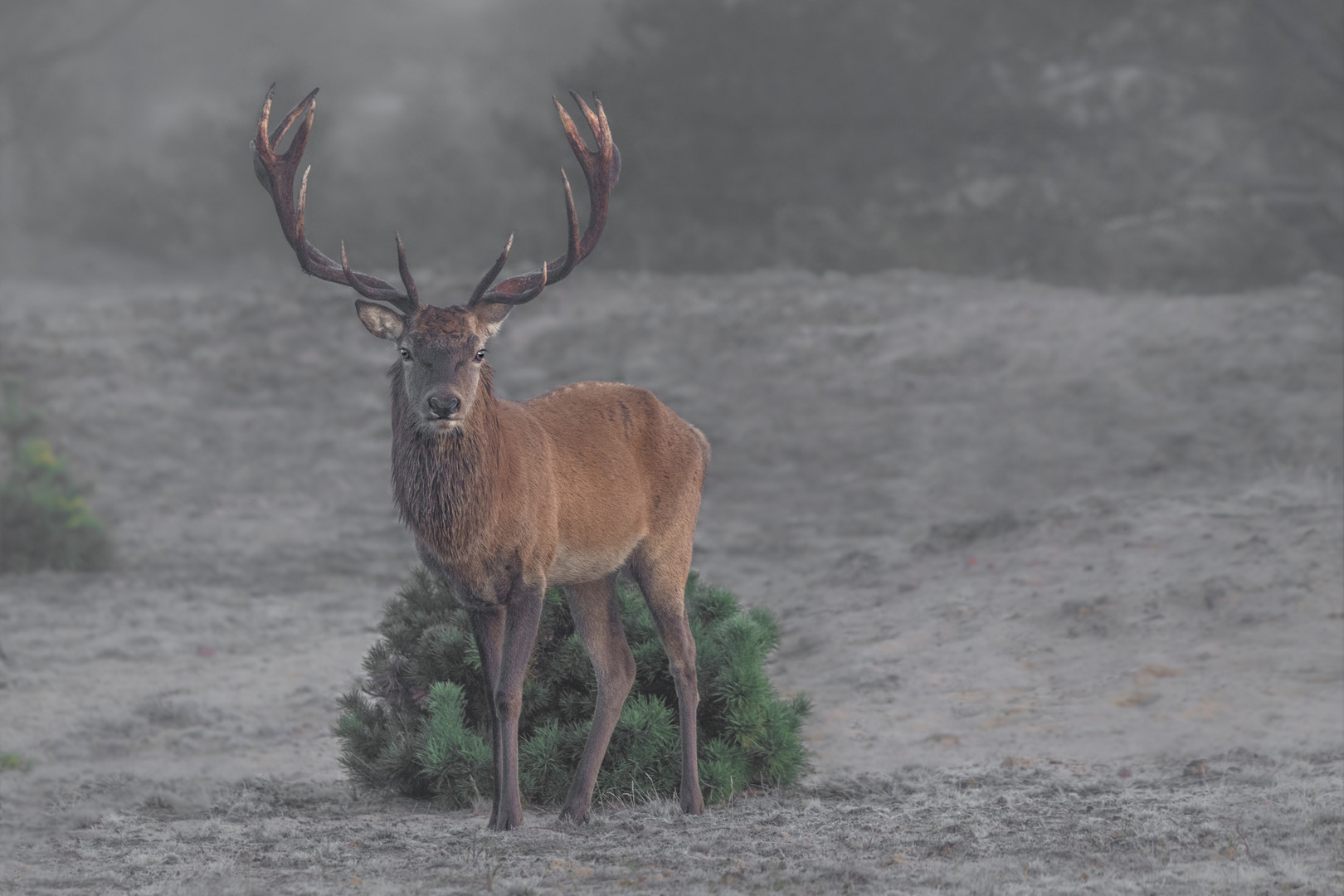 Rothirsch (Cervus elaphus)