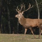 Rothirsch (Cervus elaphus)