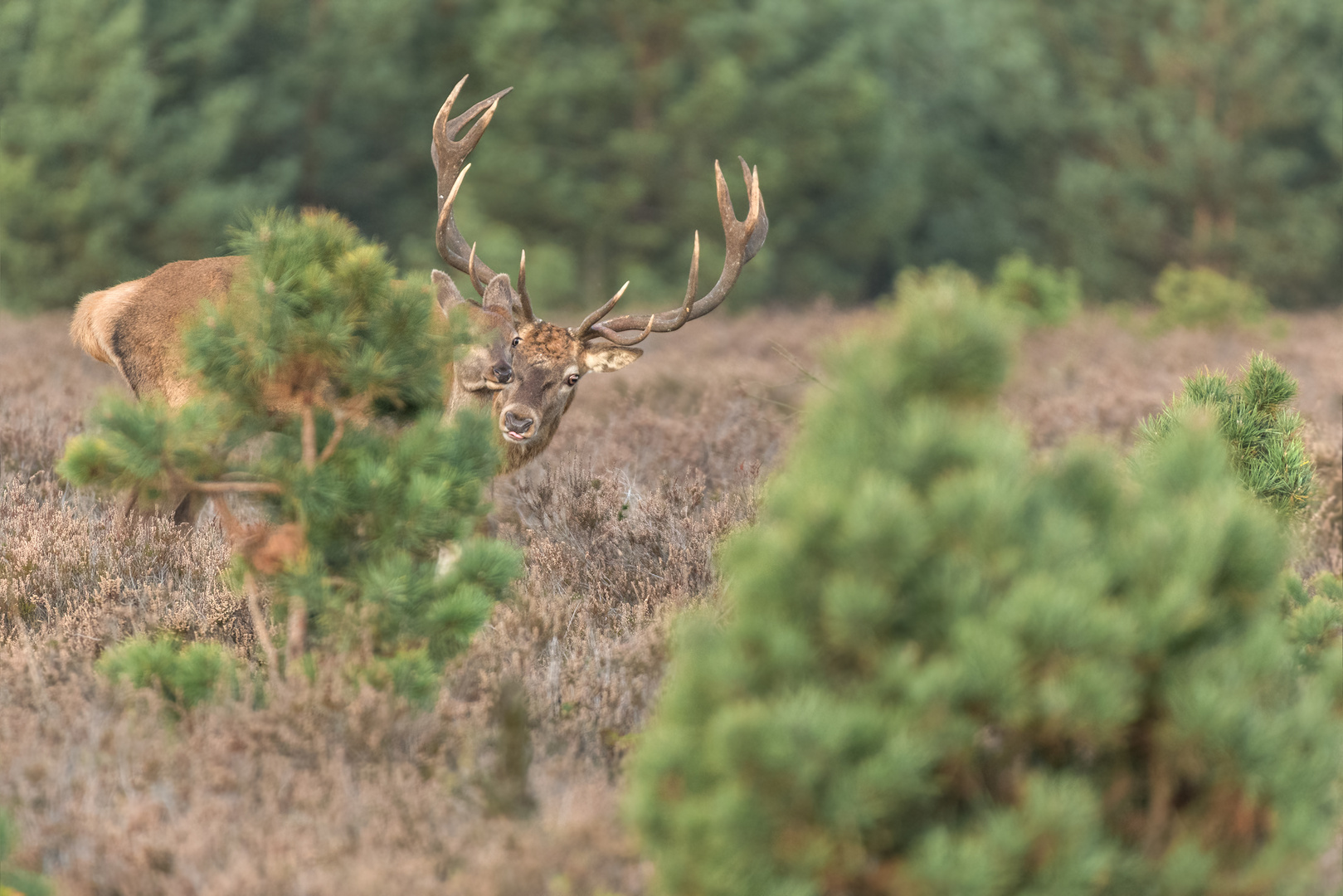 Rothirsch (Cervus elaphus)