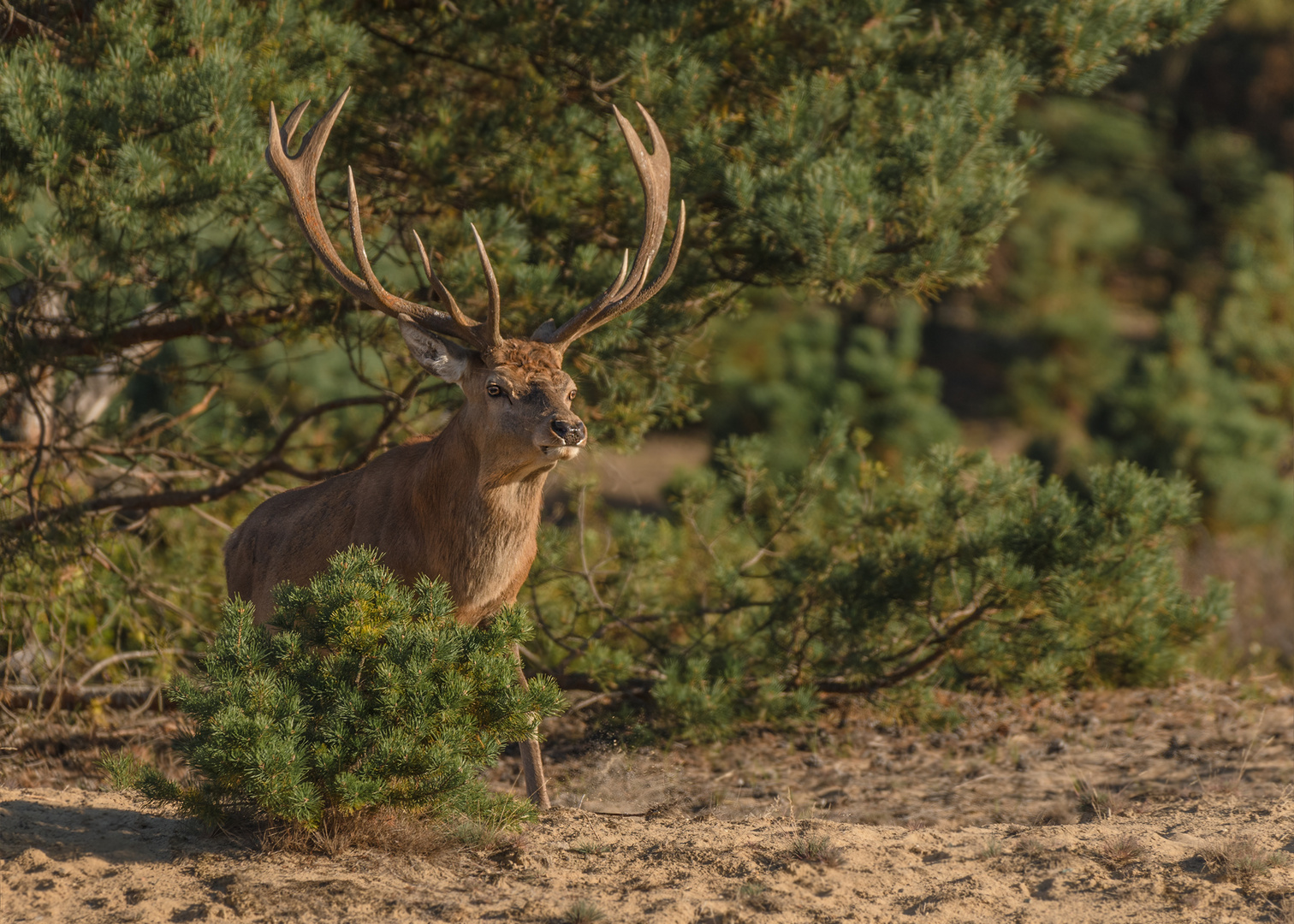 Rothirsch (Cervus elaphus)