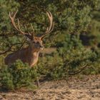 Rothirsch (Cervus elaphus)