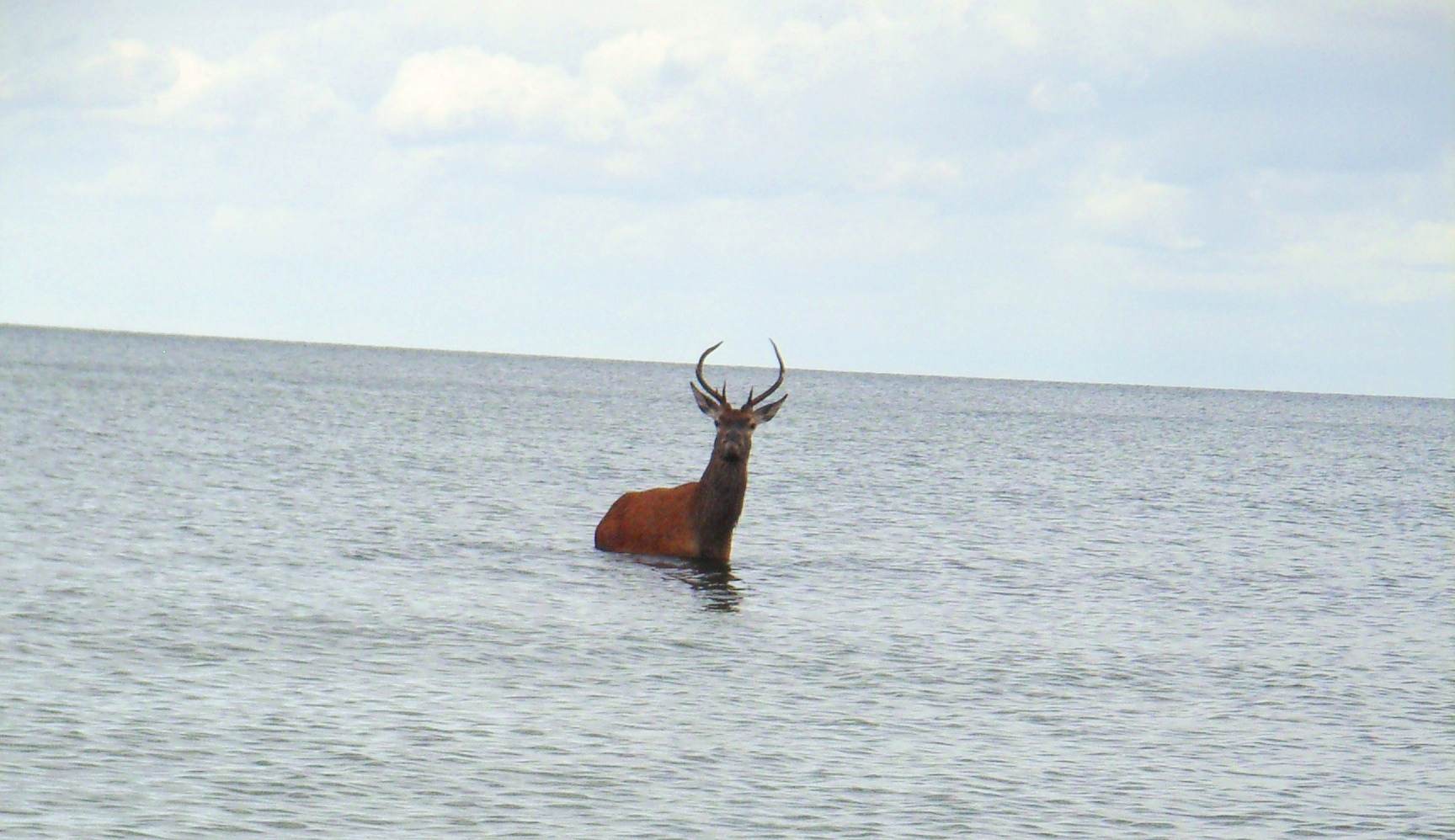 Rothirsch (Cervus elaphus),