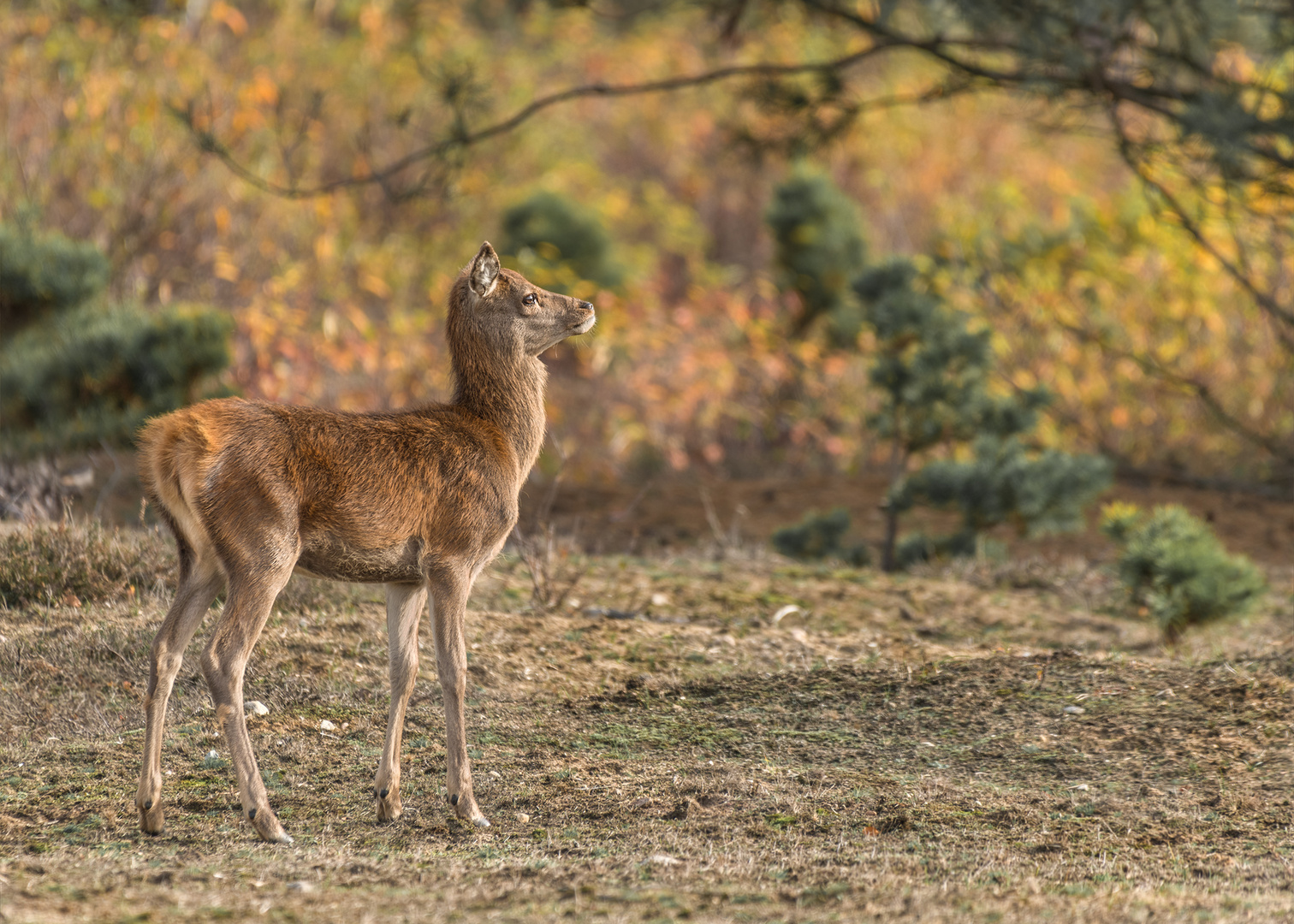 Rothirsch (Cervus elaphus)