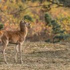 Rothirsch (Cervus elaphus)