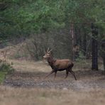 ~Rothirsch (Cervus elaphus)~