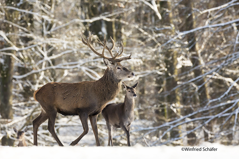 Rothirsch (Cervus elaphus) 9004