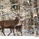 Rothirsch (Cervus elaphus) 9004