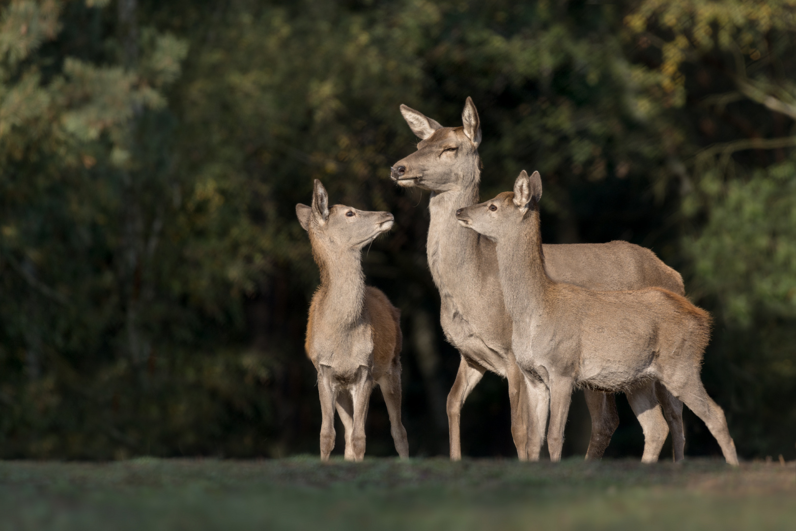 Rothirsch (Cervus elaphus)