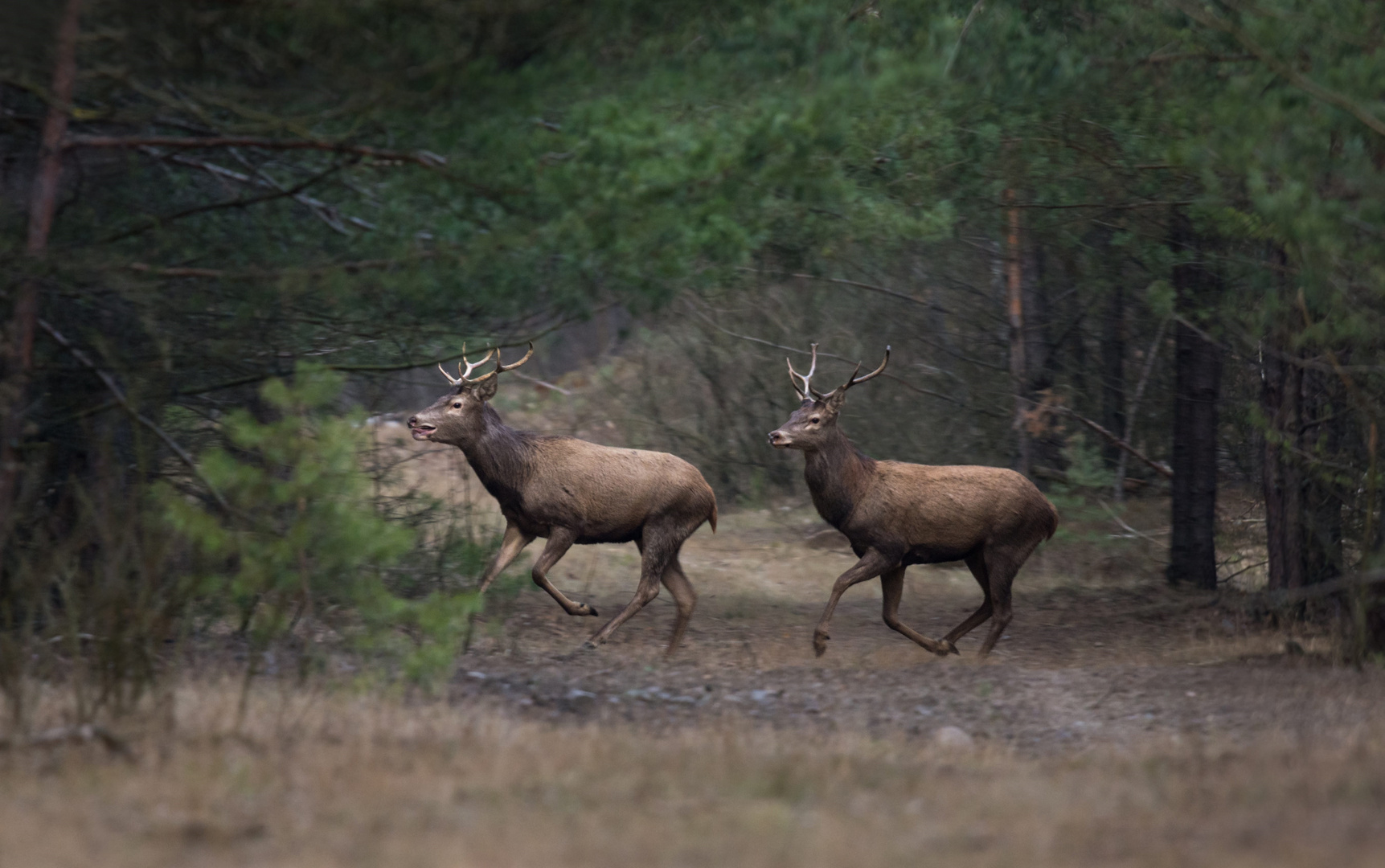 ~Rothirsch (Cervus elaphus)~