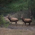 ~Rothirsch (Cervus elaphus)~