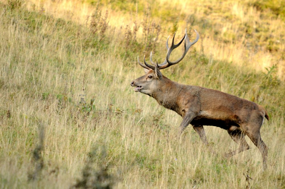 Rothirsch (Cervus elaphus)