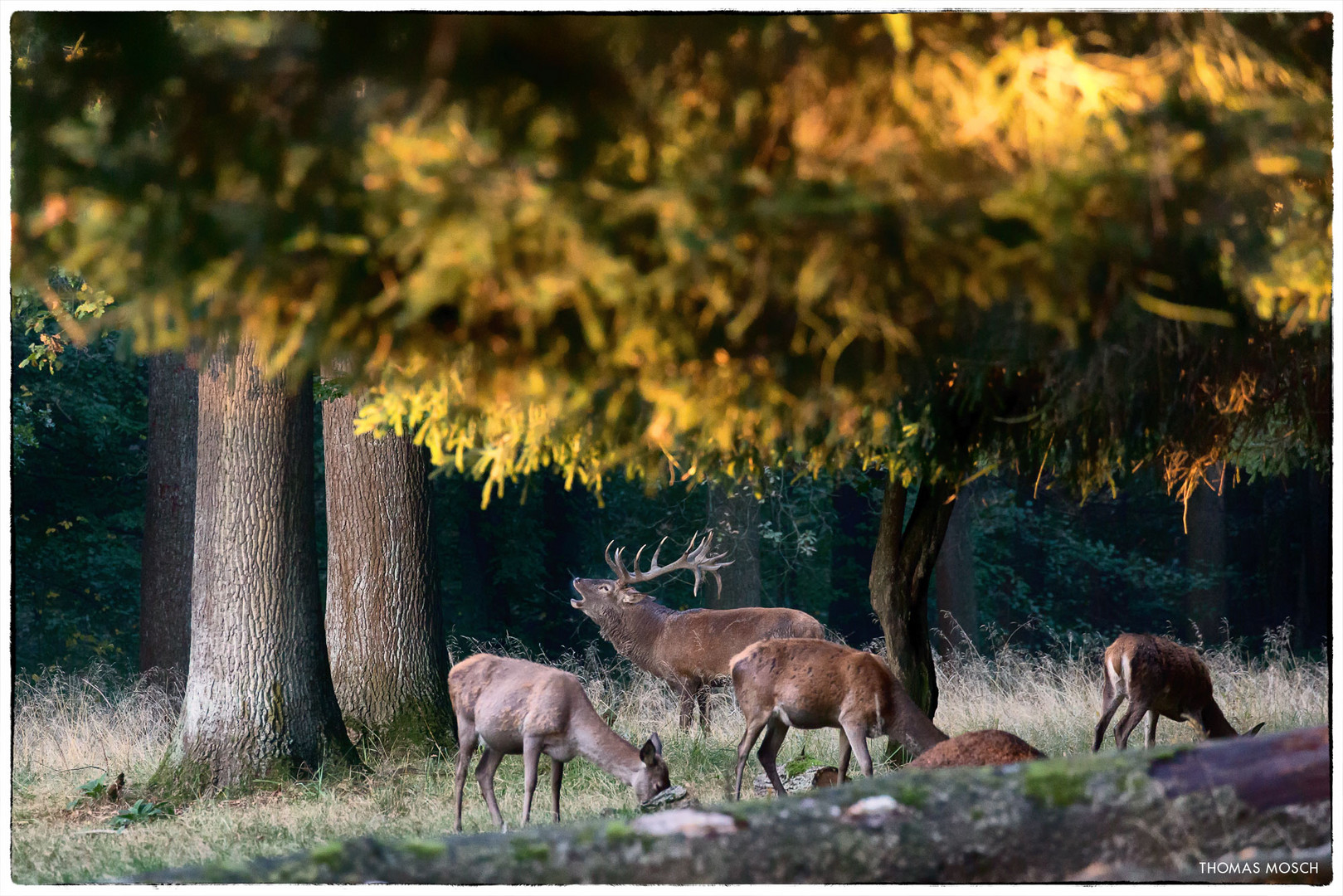 Rothirsch (Cervus elaphus)