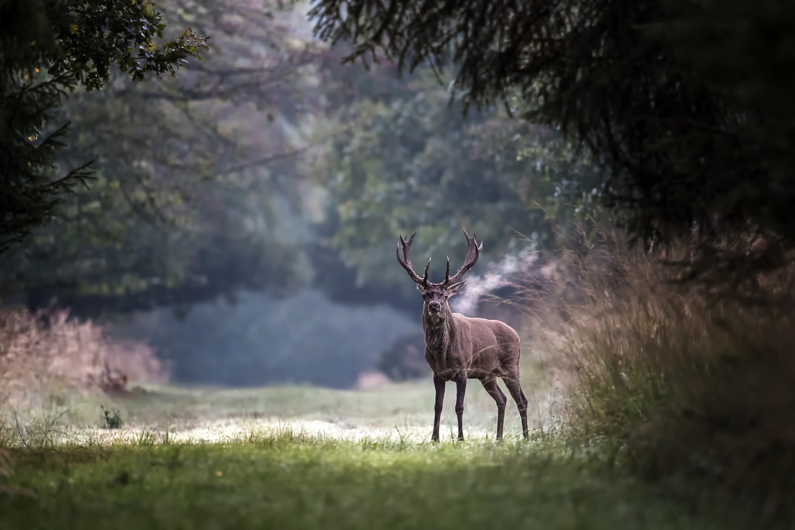 Rothirsch (Cervus elaphus)- Aug in Auge