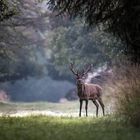 Rothirsch (Cervus elaphus)- Aug in Auge