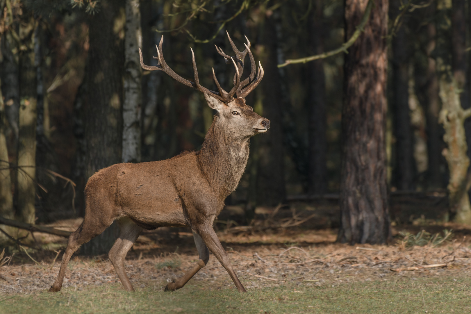 Rothirsch (Cervus elaphus)