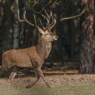 Rothirsch (Cervus elaphus)