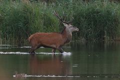 Rothirsch (Cervus elaphus)