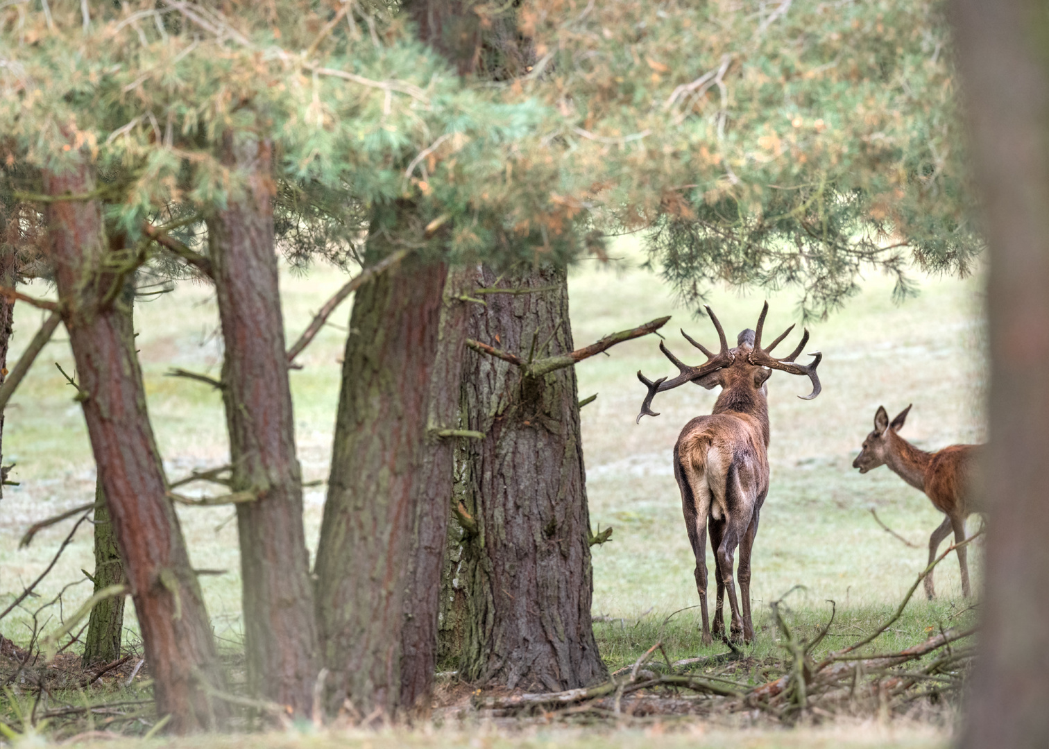 Rothirsch (Cervus elaphus)