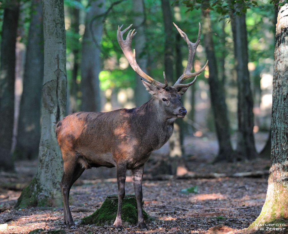 -- Rothirsch -- ( Cervus elaphus )