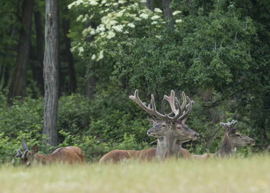 Rothirsch (Cervus elaphus)