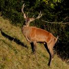 Rothirsch (Cervus elaphus)