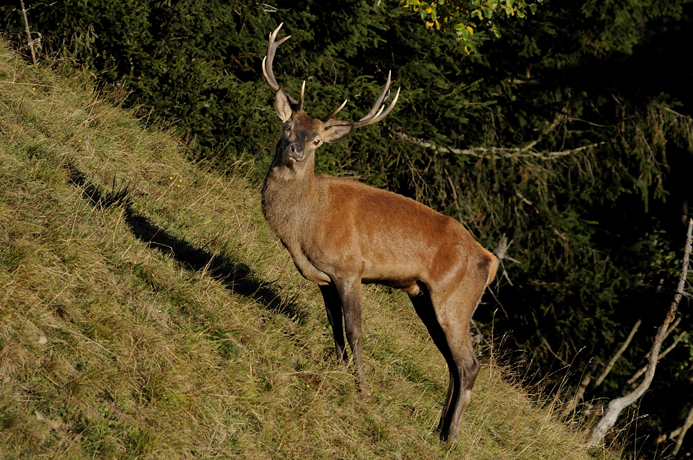 Rothirsch (Cervus elaphus)